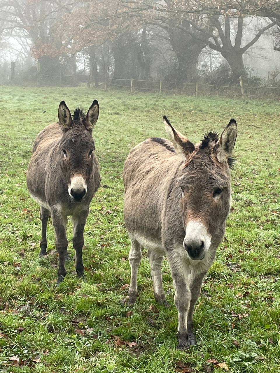 Hugolin et Éléonore