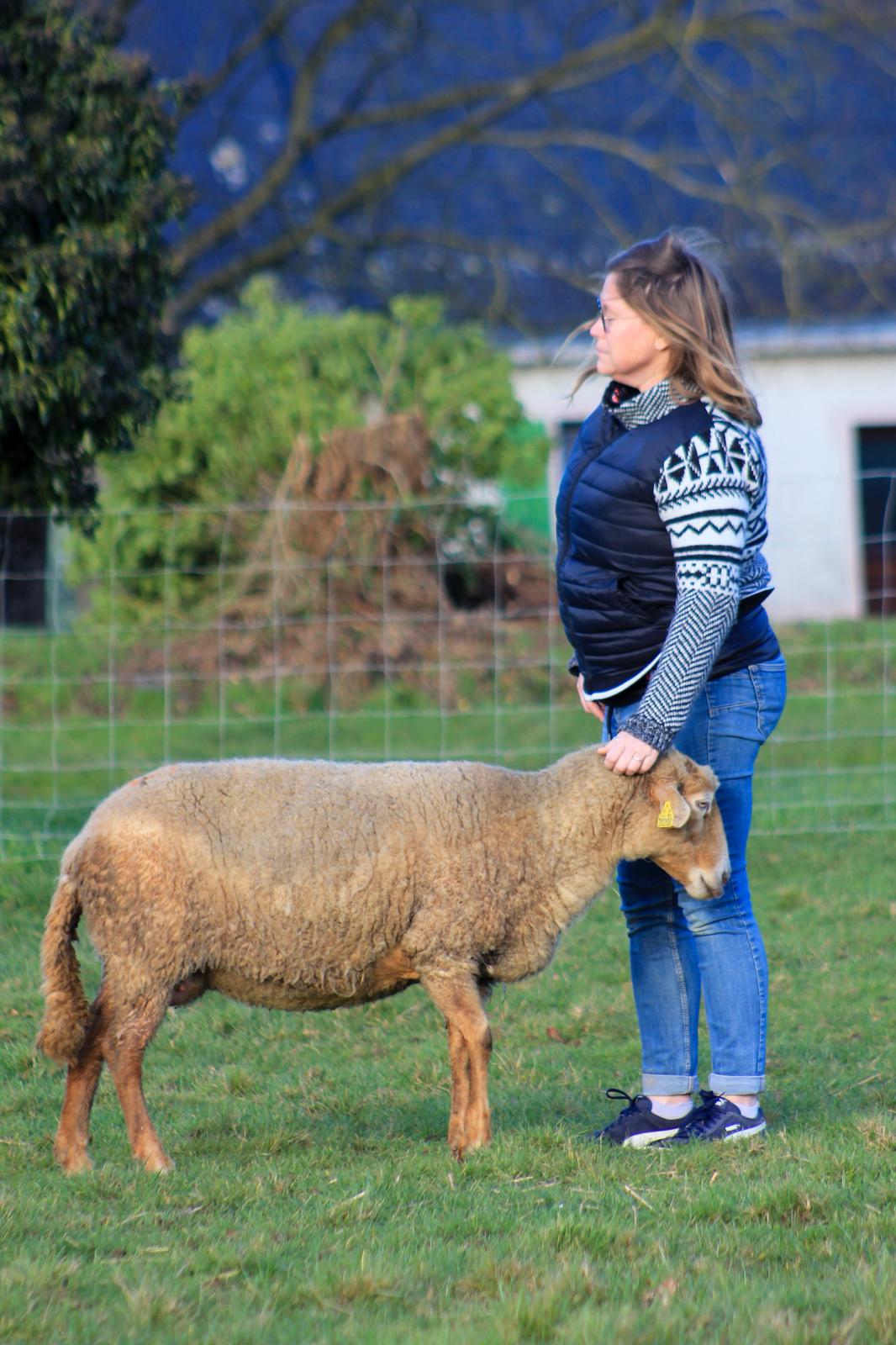 Connexion avec les moutons