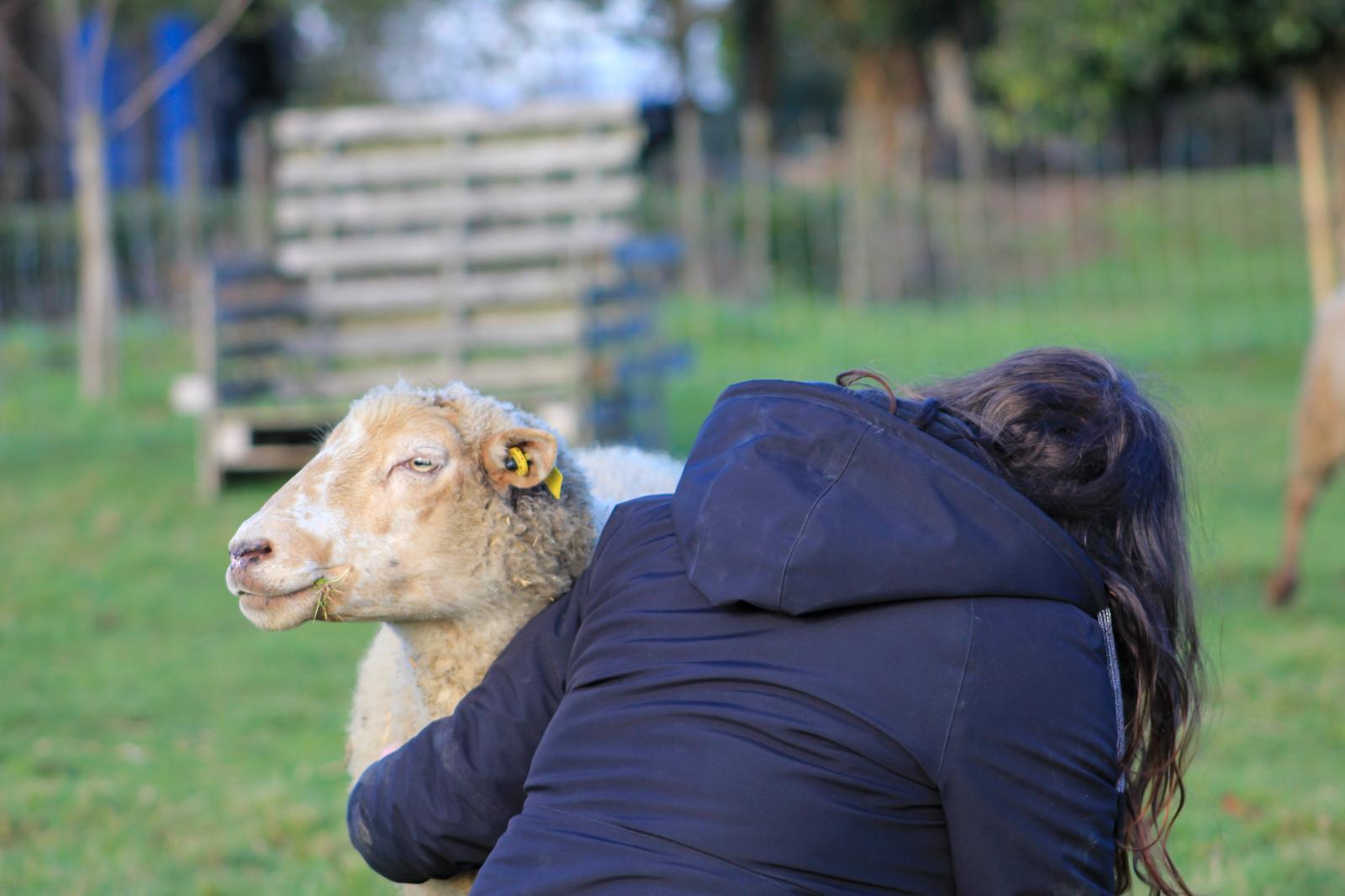 Troupeau de brebis en transhumance
